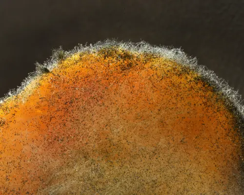 shutterstock_1109871056